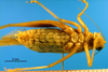 CollectionObject 1502910; 92b7cd0a-3f78-4181-897e-146d2ff94273: male, ventral view (paratype). (CollectionObject).
