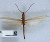 CollectionObject 1519757; 18f5c412-9a94-4441-a493-63601968447d: male, dorsal view (syntype). (CollectionObject).