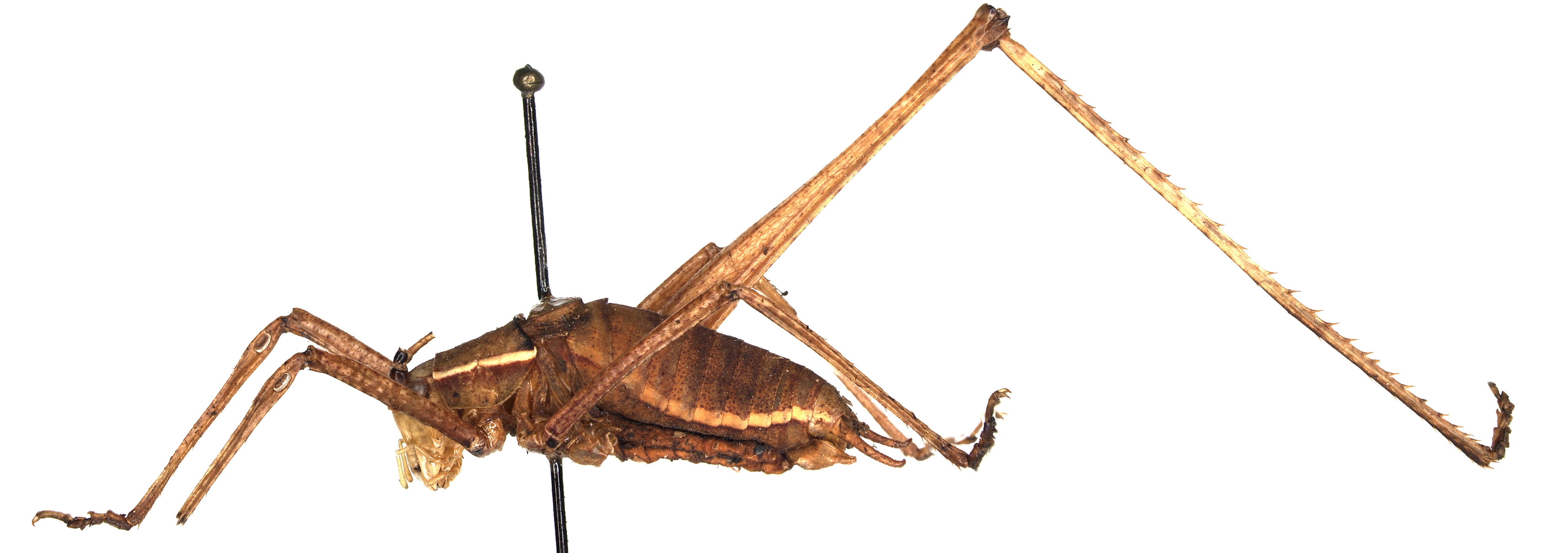 male, lateral view (holotype). Depicts CollectionObject 1475949; 5edddf05-fc47-4cee-8c61-69c5ebe48352, a CollectionObject.
