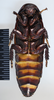 Elliptorhina laevigata (Saussure & Zehntner, 1895): Copyright Natural History Museum, London. Adult male, vental. (Otu).