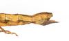 CollectionObject 1591896; acb19454-91fe-4db1-8508-ffc928ca2afd: copyright USNM, Washington. female end of abdomen, lateral view (paratype). (CollectionObject).;CollectionObject 1591897; d1971875-9839-4678-8b9d-2ea18fbdd7eb: copyright USNM, Washington. female end of abdomen, lateral view (paratype). (CollectionObject).