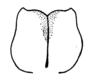 Ceuthophilus (Ceuthophilus) leptopus Strohecker, 1947: fig. 5b. subgenital plate of type. (Otu).