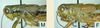 Melanoplus digitifer Hebard, 1936: (Otu).
