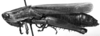 CollectionObject 1532959; 8e4a80cb-036b-4545-a66e-4697d9d166f4: Image Carbonell, C.S. female, lateral view (syntype or lectoallotype). (CollectionObject).