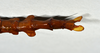 CollectionObject 1556966; a89197eb-23aa-4902-b0f8-bc0103067a78: copyright CMNZ, Christchurch. female of synonym Acanthoxyla suteri: end of abdomen, dorsal view (syntype). (CollectionObject).