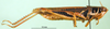 CollectionObject 1501230; 7dbc67e1-283c-4b7c-9693-daded2e462cc: male, lateral view (holotype). (CollectionObject).