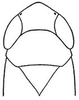 Head: !! display not done !! on Graminella mohri DeLong, 1937: head, dorsally. (Observation).