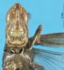 CollectionObject 1507080; 6dbbb8c6-b745-44d4-9a24-a7d2460ebea0: male, frontal view (holotype of Goniaeoidea jucunda). (CollectionObject).