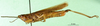 CollectionObject 1593284; 438886ba-fb56-4af5-b3a9-b2822b00e2d0: male, lateral view (paratype). (CollectionObject).