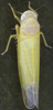 Habitus, dorsal view on Edwardsiana lethierryi (Edwards, 1881): Habitus (male). (Observation).