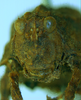 CollectionObject 1535339; 8c0f92b8-11c3-4469-a0b1-10c4c299d191: female, frontal view (holotype). (CollectionObject).