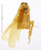 Symploce pallens (Stephens, 1835): CC BY-NC-ND 4.0/MNHN - Depraetere Marion - 2014. Type, male, of platystyla Chopard, 1938. Specimen number: MNHN-EP-EP1780. http://coldb.mnhn.fr/catalognumber/mnhn/ep/ep1780. (Otu).
