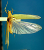 CollectionObject 1500518; c8466fbb-9028-491c-b762-6ff56b613eef: male, dorsal view (syntype of Cestromoecha mundamensis). (CollectionObject).