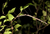 Candovia karasi Brock & Jones, 2022: copyright Ross Coupland. female, Qld: Maleny, Narrows Rd, 8 February 2022. (Otu).