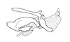 Hippariacris latona (Günther, 1940): Fig. 184. phallic complex without epiphallus, lateral view. (Otu).