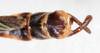 CollectionObject 1560947; NMW 155, 9755451c-0149-4e90-bc05-faf318fdcad6: copyright NMW, Vienna. male: end of abdomen, dorsal view (holotype). (CollectionObject).