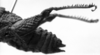 Pappacris patagonus (Saussure, 1884): Image Carbonell, C.S. female abdomen end, lateral view (type). (Otu).