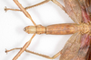 CollectionObject 1584034; fe072f9b-b2c7-490d-8271-509c3f32489d: female (holotype), Copyright ZSMC, Munich. female: head & thorax, dorsal view (holotype). (CollectionObject).