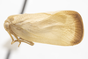 Depicts Habitus, lateral view, an Observation.