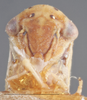 Head: !! display not done !! on Agalliopsis stella Oman, 1970: (Observation).