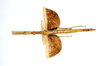 CollectionObject 1557047; 692e0911-7991-4feb-8726-37a61c09e978: copyright ETHZ. female, dorsal view (holotype). (CollectionObject).