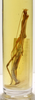 CollectionObject 1559216; fa3eb521-8441-49e6-8d78-cb9e9ec29f57: copyright MNHN, Paris. female nymph (syntype). (CollectionObject).;CollectionObject 1559217; 3cc8356c-b9c7-4d12-a42a-6cdfc7506830: copyright MNHN, Paris. female nymph (syntype). (CollectionObject).