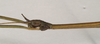 CollectionObject 1559546; NHMUK(SF IMPORT DUPLICATE) 844766, 7ba18df6-5bf1-402e-9090-f52d6be1091a: copyright Natural History Museum, London. male: head, lateral view of Lopaphus langkawicus (holotype). (CollectionObject).
