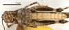 CollectionObject 1538212; 32989f08-e9aa-44c3-a0c8-d5ebd1aee270: male, ventral view (holotype). (CollectionObject).
