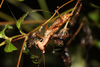 Scytocera (Scytocera) longicornis Redtenbacher, 1891: (Otu).