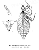 CollectionObject 1561212; d1855369-4d0b-40af-afd1-1453bc99f988: original publication. female (holotype). (CollectionObject).