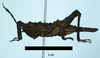 CollectionObject 1599189; e568fc7d-ce5f-429b-ab37-6cd2f9a78221: female paratype (lateral view). (CollectionObject).