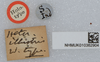 CollectionObject 1518830; 6c96c018-d864-4928-bf93-8af6988f5c92: labels (holotype). (CollectionObject).