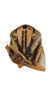 Head on Brazosa picturella (Baker, 1923): face, male. (Observation).