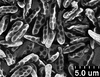 Brochosomes on Dichrophleps Stål, 1869: DP49 | Peru, Rio Santiago, Bassler Collection, Acc. 33591 | 11/21/1924 | Medler? | CAS. (Observation).