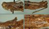 Melanoplus cedarense Otte, 2012: (Otu).