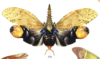 Habitus, dorsal view on Cathedra serrata (Fabricius, 1781): (Observation).