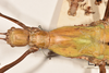 CollectionObject 1559890; 460ce897-92ad-479a-8af5-ca677354b80c: copyright OUMNH. female: head & thorax, lateral view of synonym Diapherodes (Craspedonia) undulata (holotype). (CollectionObject).