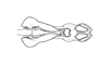 Paracrites pichis Rehn, 1942: Fig. 149. endophallus, dorsal view. (Otu).