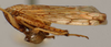 Habitus, lateral view: !! display not done !! on Parabahita Linnavuori, 1959: Parabahita compressa, lateral habitus (NMNH). (Observation).