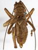 CollectionObject 1529711; 495844eb-7627-450b-831b-c49813163b88: male, dorsal view (holotype). (CollectionObject).