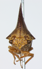 Thelia Amyot & Audinet-Serville, 1843: _Thelia bimaculata_. (Otu).