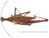 CollectionObject 1581835; a2fe7e40-ef08-444d-b5c8-a1ba7907a41b: male, dorsal view (holotype). (CollectionObject).