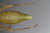 CollectionObject 1561006; 1d6efdb3-a308-4398-98ec-401eaa746619: copyright MIZ, Warsaw. female: end of abdomen, dorsal view of synonym Periphetes sangirensis (syntype). (CollectionObject).