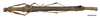 CollectionObject 1596258; 825f9f90-e348-4b8a-a1cc-9df1a3a6136e: copyright NKUM Nankai. female, dorsal view (holotype). (CollectionObject).