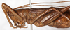 CollectionObject 1531907; NMW 9975, 8d5f4106-d4d6-48e0-b232-b7655704a795: female, lateral view (holotype). (CollectionObject).