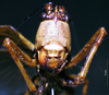 CollectionObject 1503248; 75e53c44-9a74-446f-a7ad-3179280ebb05: male frons. (CollectionObject).