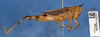 CollectionObject 1518907; a05e2c39-5f56-4715-ab27-69f531618223: male, lateral view (holotype). (CollectionObject).