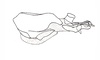 Dichroplus patruelis (Stål, 1861): Fig. 29. endophallus, lateral view. (Otu).