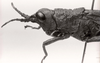CollectionObject 1566330; a2907654-c4be-4d0c-8420-b0664e60a086: Image C.S. Carbonell. female, head and pronotum, lateral view (syntype of Vilerna flavipennis). (CollectionObject).
