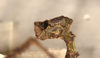 CollectionObject 1559377; b9414989-38e2-481a-943d-d8bb8750319d: copyright OUMNH. male: end of abdomen, ventral view (holotype). (CollectionObject).